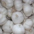 Fresh garlic  &dehydrated garlic direct to export with cheap price by manufacturer for sale